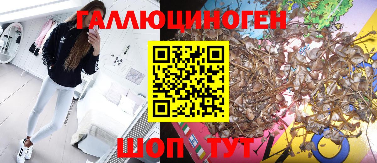 Волжский  Галлюциногенные грибы Psilocybe  Вход с VPN 